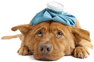 sick dog